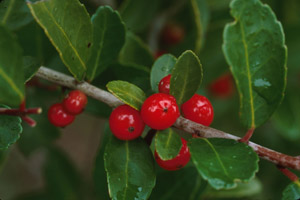 Yaupon Holly berries and foliage